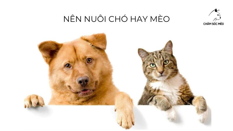 Nên Nuôi Chó Hay Mèo