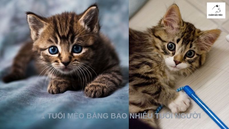 1 Tuổi Mèo Bằng Bao Nhiêu Tuổi Người