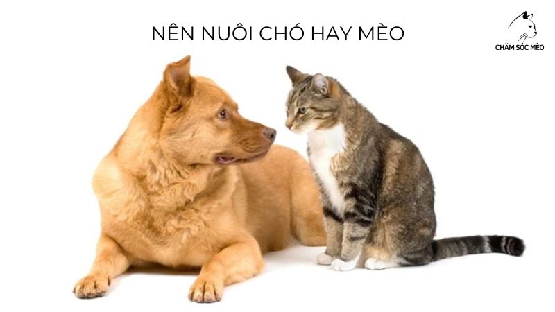 Nên Nuôi Chó Hay Mèo