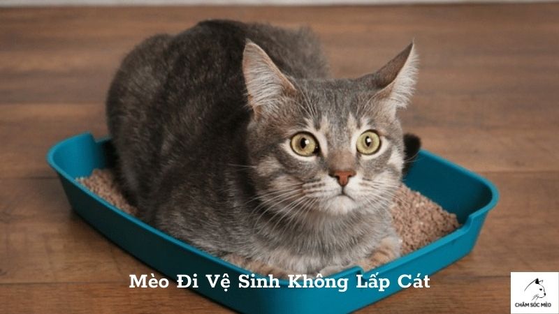 Mèo Đi Vệ Sinh Không Lấp Cát