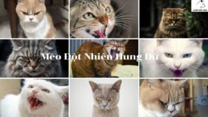 Mèo Đột Nhiên Hung Dữ