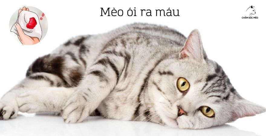 Mèo ói ra máu