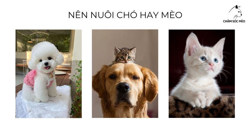 Nên Nuôi Chó Hay Mèo